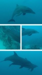 SHARM VIDA A BORDO DELFINES 2