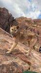 Perro en Petra