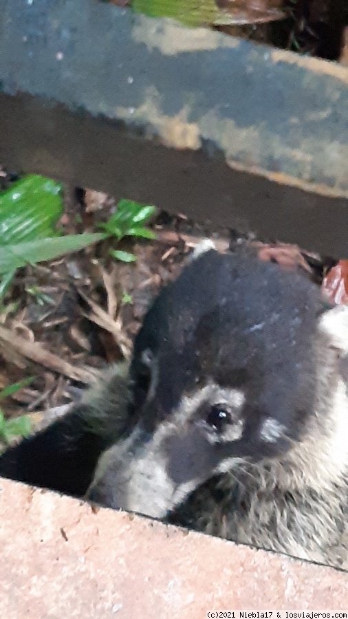 Braulio Carrillo y el Rainforest Adventure - Costa Rica: 14 días low cost en el Caribe - octubre 21 (en familia) (1)