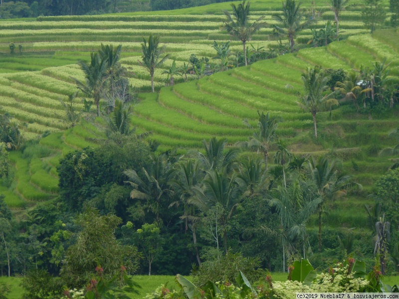 Bali - Turistas nivel principiantes - Indonesia en familia: muchos vuelos y pocas nueces (2)