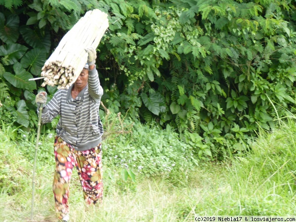 bambu
mujer transportando fardo de bambu
