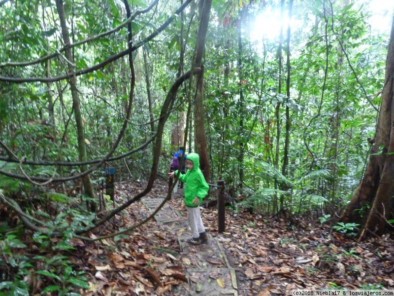 Parque Nacional de Kubah - Malasia: KL, Bako, Perhentiam Y Cameron con peques (1)