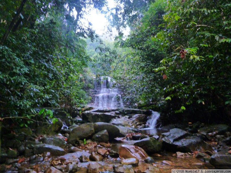 Parque Nacional de Kubah - Malasia: KL, Bako, Perhentiam Y Cameron con peques (3)