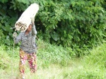 bambu
bambu, mujer, transportando, fardo