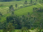 campos arroz
campos, arroz