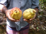 cacao
Jacamo, cacao, jardin