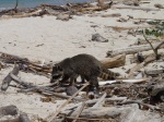 Mapache cahuita