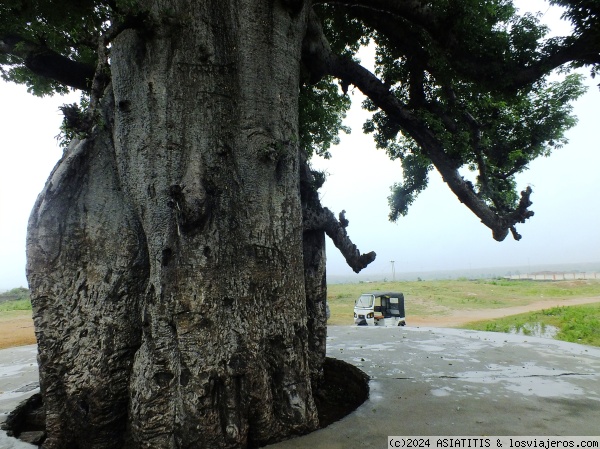 ORCHHA arbol sagrado
Gran árbol sagrado en Orchha
