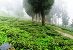 DARJEELING Tea Happy Valley