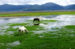 SHANGRILA - Lago Napa -
Yunnan,Shangrila,lago Napa