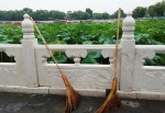 BEIJING - Lago Qianhai -