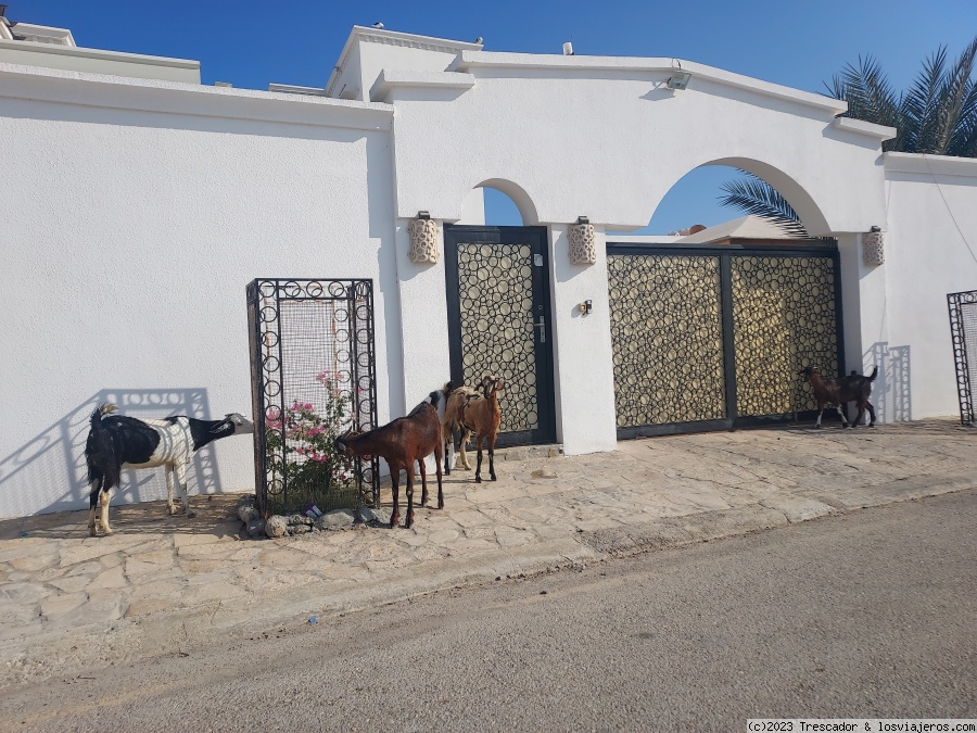 Sur zona Al Aijah - Navidad en Omán 2022 (6)