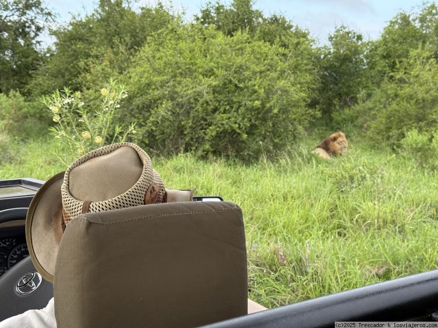 Viajar a  Suazilandia: Togoville - Buscando leones en Hlane Royal National Park (Togoville)