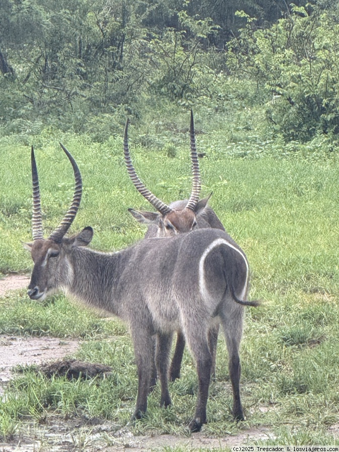 Segundo día completo en Kruger National Park - Navidad y Fin de Año Sudáfrica 2024 (1)