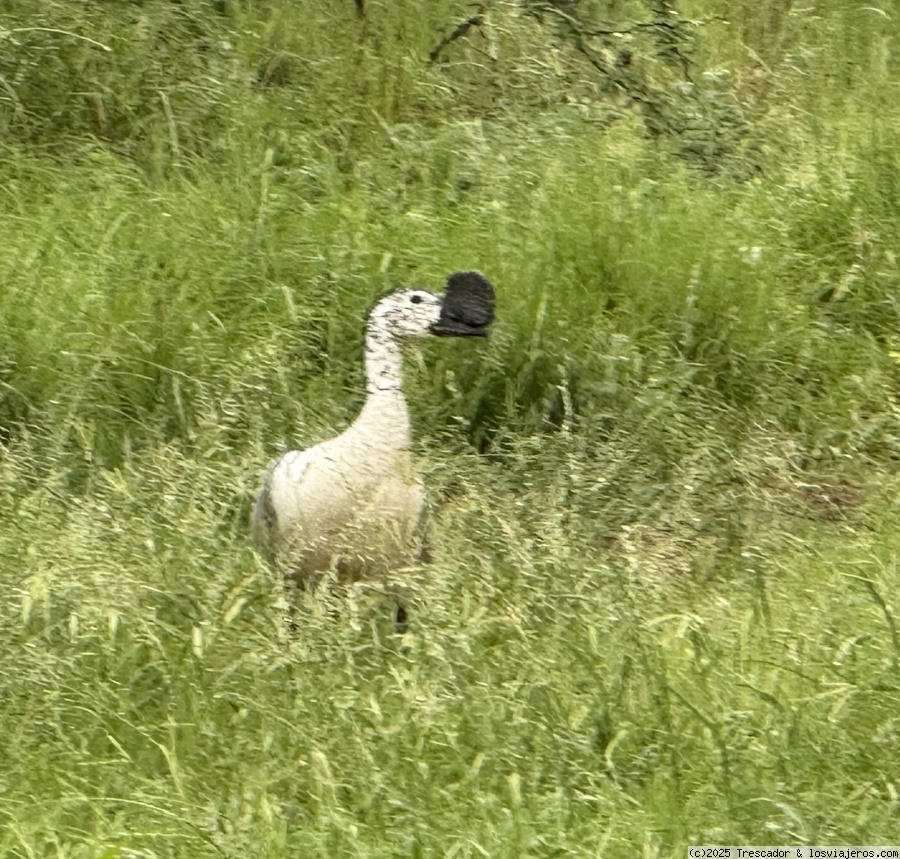 Segundo día completo en Kruger National Park - Navidad y Fin de Año Sudáfrica 2024 (2)