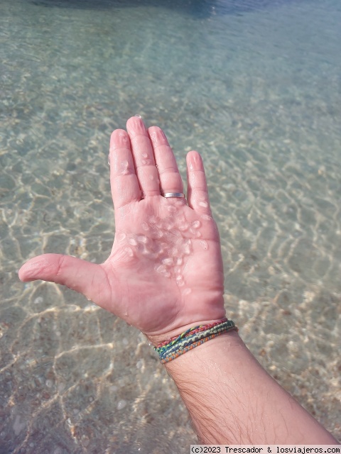 Jellyfish en Dimaniyat Islands
Jellyfish en Dimaniyat Islands
