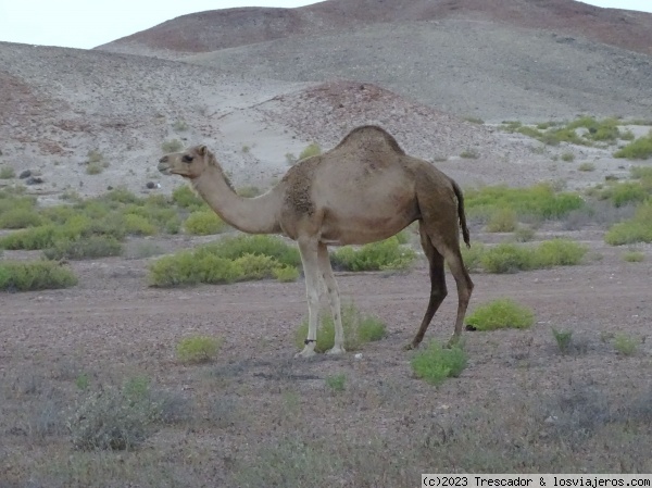 Camello cerca de Ras Al Haad
Camello cerca de Ras Al Haad
