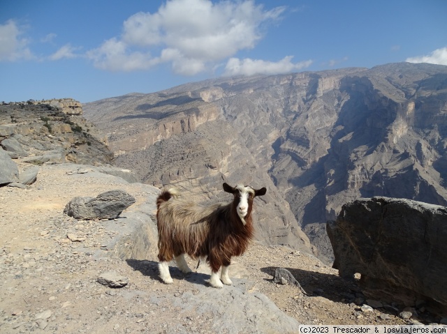 Cabra en Jebel Shams
Cabra en Jebel Shams
