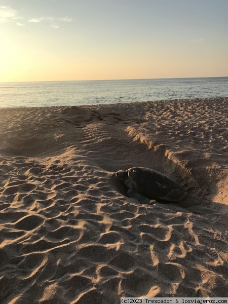 Amanecer con Tortugas en Ras Al Jinz III
Amanecer con Tortugas en Ras Al Jinz III
