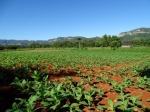 Vista de los mogotes y plantas de tabaco
Vista, Viñales, Cuba, mogotes, plantas, tabaco, valle
