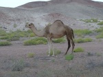 Camello cerca de Ras Al Haad