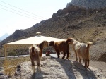 Cabras de camino a Jebel Shams
Cabras, Jebel, Shams, camino