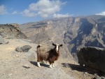 Cabra en Jebel Shams
