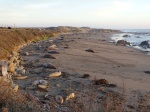 Playa en Elephant Seal View Point