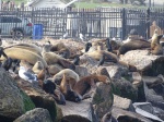 Leones Marinos en el puerto de Monterrey