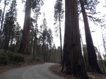 Carretera Crescent Meadows Sequoia National Park
Carretera, Crescent, Meadows, Sequoia, National, Park