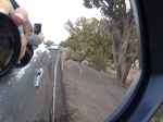 Ciervos cruzando carretera Hermist Road Grand Canyon