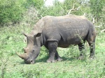 Rinoceronte en Hlane National Park