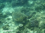 Tortuga Gili Air 2