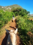 Ruta a Caballo por el Valle de Viñales
Ruta, Caballo, Valle, Viñales, Cuba