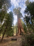 General Grant Kings Canyon National Park