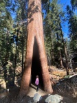 Sequoia en Kings Canyon National Park