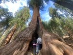 Sequoia National Park
Sequoia, National, Park, Sequoias, California, gigantes, parque, nacional