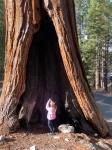 Sequoia Gigante en Sequoia National Park
Sequoia, Gigante, National, Park