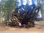 Raíz de Sequoia en Sequoia National Park