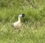 Segundo día completo en Kruger National Park