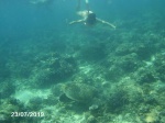 Tortuga Gili Air 1