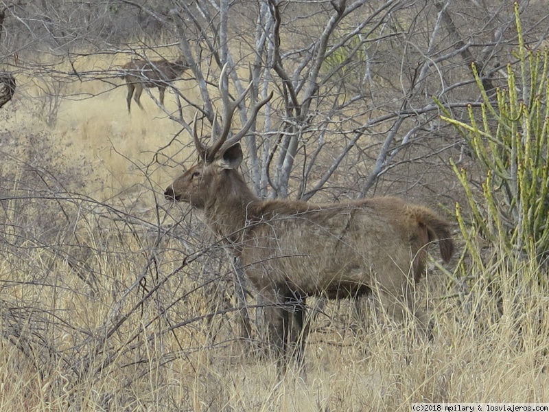 Foro de Ranthambore: Safari en el Parque Nacional de Ranthambore