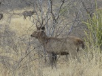 Safari en el Parque Nacional de Ranthambore