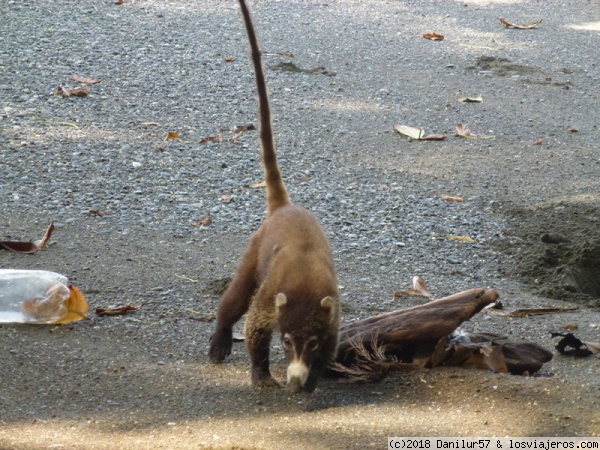 Coatí en Costa Rica
Este coatí estaba escarbando en la arena de la playa, no encontró nada y se marchó delante de nuestras narices.
