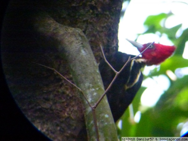 Pájaro carpintero
Pájaro carpintero en plena faena en el Parque Nacional de Corcovado
