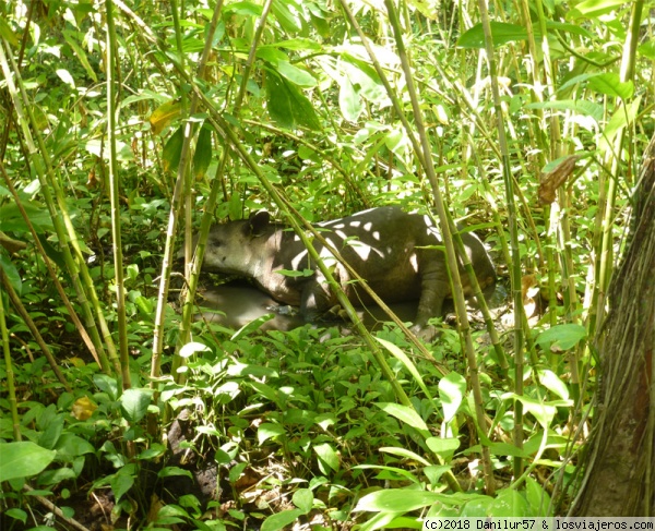 Tapir durmiendo
Encontramos a éste tapir durmiendo mientras estabamos recorriendo el Parque Nacional de Corcovado en Costa Rica. Acompañábamos a nuestro guía Bolívar que nos dijo que  era difícil encontrarlo. ¡Suerte que tuvimos!
