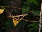 Tximeleta Corcovadon
Tximeleta, Corcovado