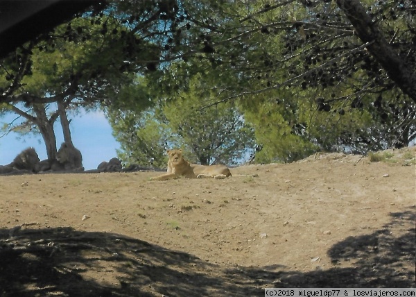 Safari en Sigean - recinto de leones
Safari en Sigean - recinto de leones
