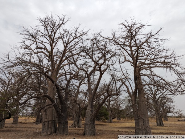 Baobabs
Baobabs

