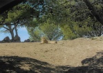 Safari en Sigean - recinto de leones